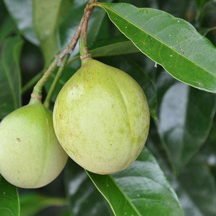 1 Nutmeg Seed - Seed World