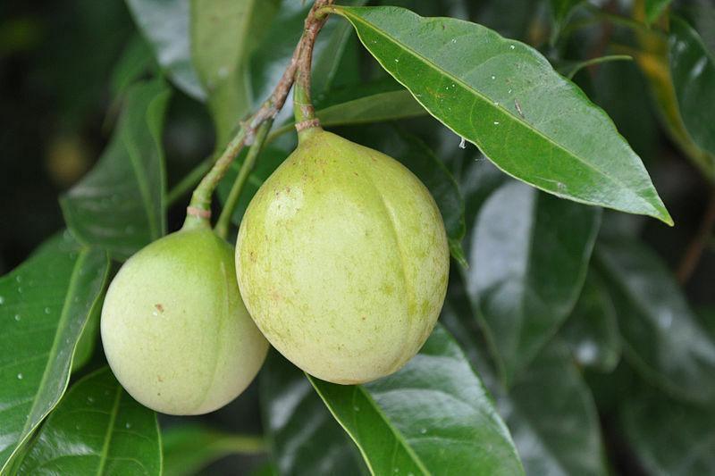 nutmeg seeds for planting 1 Nutmeg Seed – Seed World