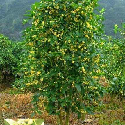 1 Nutmeg Seed - Seed World