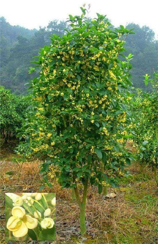 1 Nutmeg Seed - Seed World