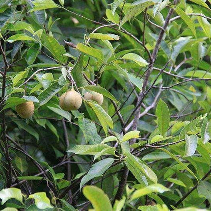 1 Nutmeg Seed - Seed World