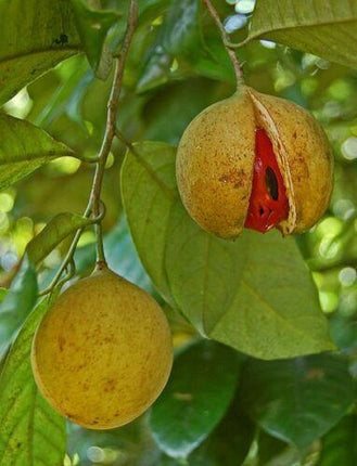 1 Nutmeg Seed - Seed World