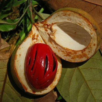 1 Nutmeg Seed - Seed World