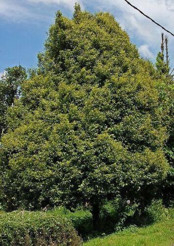 1 Nutmeg Seed - Seed World