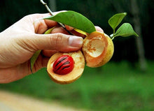 1 Nutmeg Seed - Seed World