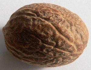 1 Nutmeg Seed - Seed World