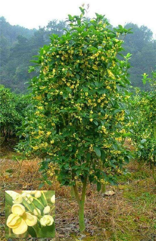 1 Nutmeg Seed - Seed World