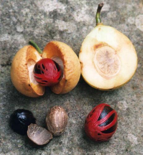 1 Nutmeg Seed - Seed World