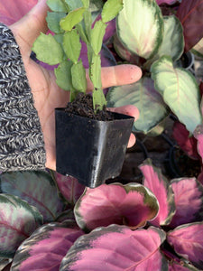1 Thanksgiving Christmas Cactus Assortment Plug Rooted in a 2” Pot - Seed World