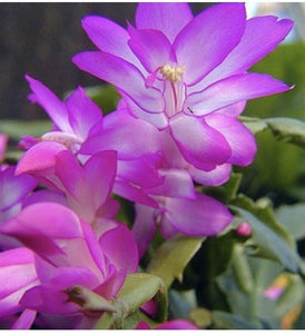 1 Thanksgiving Christmas Cactus Assortment Plug Rooted in a 2” Pot - Seed World