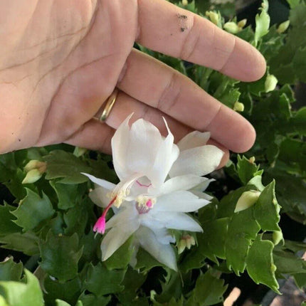 1 Thanksgiving Christmas Cactus Assortment Plug Rooted in a 4” Pot - Seed World