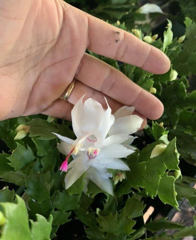 1 Thanksgiving Christmas Cactus Assortment Plug Rooted in a 4” Pot - Seed World