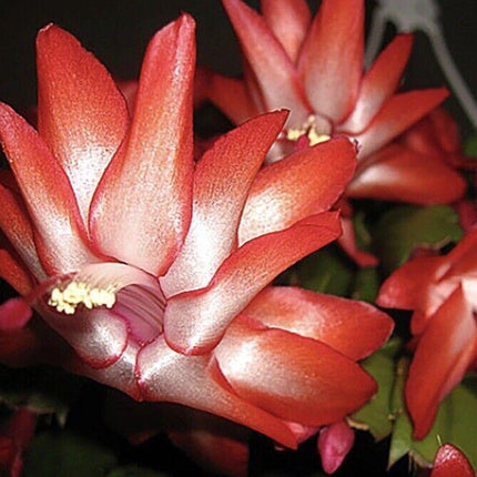 1 Thanksgiving Christmas Cactus Assortment Plug Rooted in a 4” Pot - Seed World