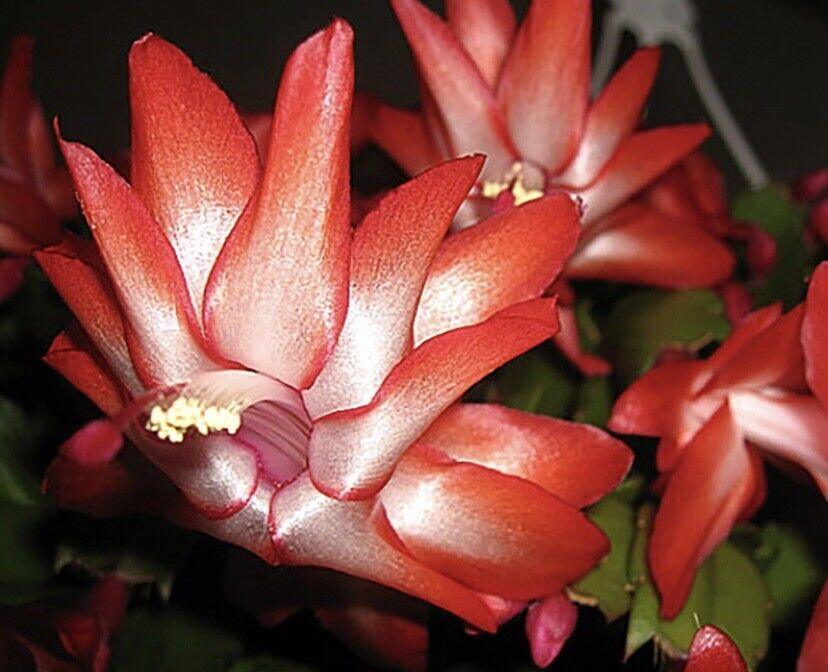1 Thanksgiving Christmas Cactus Assortment Plug Rooted in a 4” Pot - Seed World