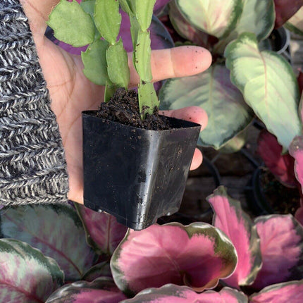 1 Thanksgiving Christmas Cactus Assortment Plug Rooted in a 4” Pot - Seed World