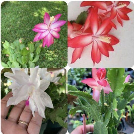1 Thanksgiving Christmas Cactus Assortment Plug Rooted in a 4” Pot - Seed World