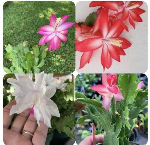 1 Thanksgiving Christmas Cactus Assortment Plug Rooted in a 4” Pot - Seed World