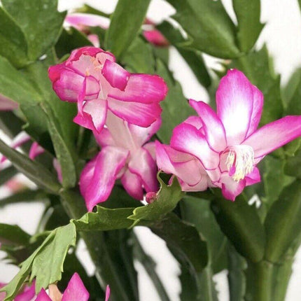 1 Thanksgiving Christmas Cactus Assortment Plug Rooted in a 4” Pot - Seed World