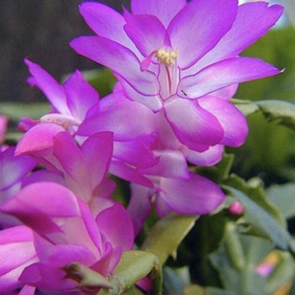 1 Thanksgiving Christmas Cactus Assortment Plug Rooted in a 4” Pot - Seed World