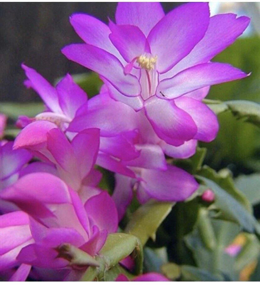 1 Thanksgiving Christmas Cactus Assortment Plug Rooted in a 4” Pot - Seed World