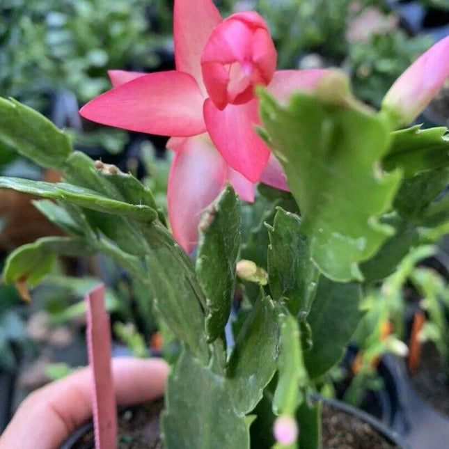 1 Thanksgiving Christmas Cactus Assortment Plug Rooted in a 4” Pot - Seed World