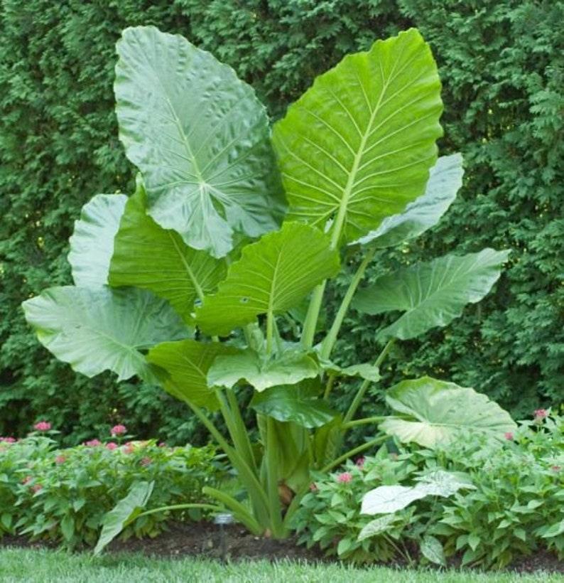 Mature Upright Elephant Ear Alocasia Odora with huge tropical green leaves growing in outdoor garden landscape