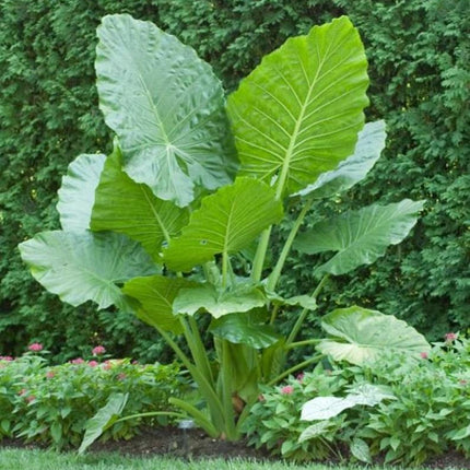 1 Upright Elephant Ear Bulb (7–9”) – Giant Alocasia Odora - Seed World