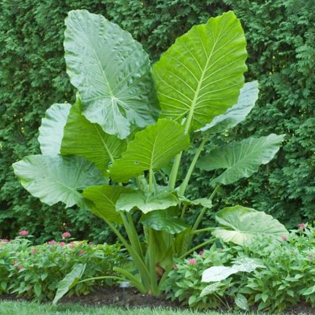 1 Upright Elephant Ear Bulb (7–9”) – Giant Alocasia Odora - Seed World