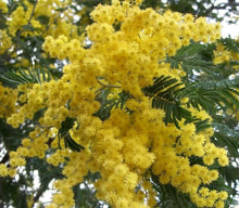 10 Acacia Golden Mimosa Tree Seeds - Seed World