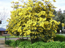 10 Acacia Golden Mimosa Tree Seeds - Seed World