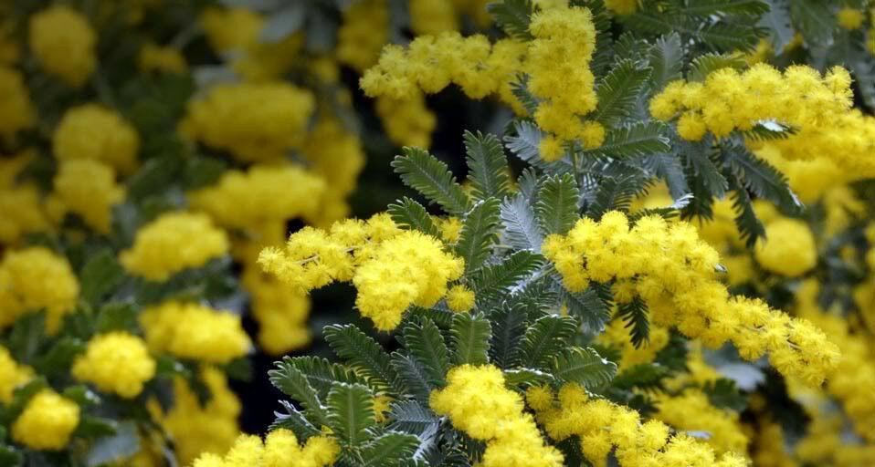 10 Acacia Golden Mimosa Tree Seeds - Seed World