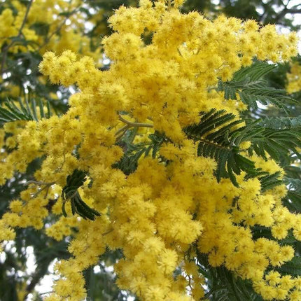 10 Acacia Golden Mimosa Tree Seeds - Seed World