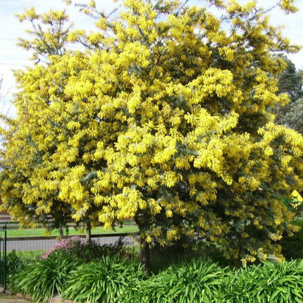 10 Acacia Golden Mimosa Tree Seeds - Seed World