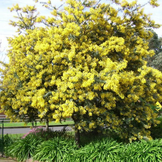10 Acacia Golden Mimosa Tree Seeds - Seed World