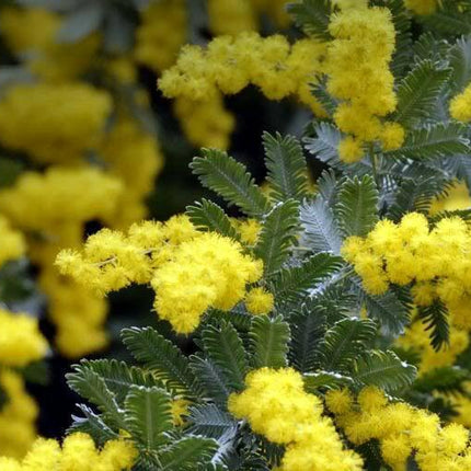 10 Acacia Golden Mimosa Tree Seeds - Seed World