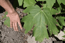 10 Acer Macrophyllum Bigleaf Maple Tree Helicopter seeds - Seed World