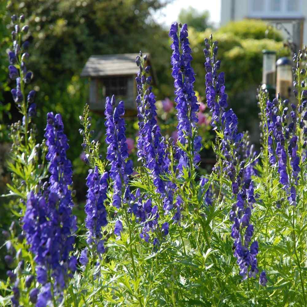wolfsbane flower seeds 50 Aconitum Napellus | Monk's-Hood