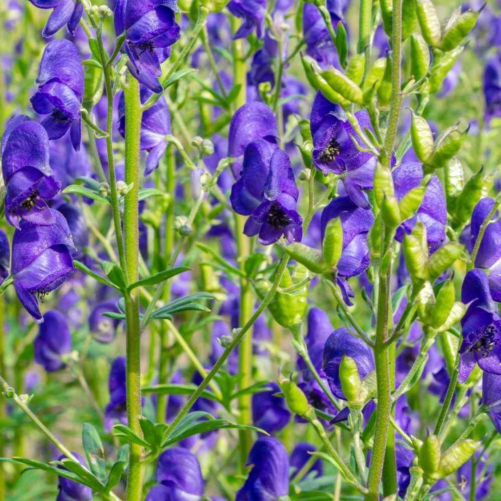 wolfsbane plant seeds 50 Aconitum Napellus | Monk's-Hood