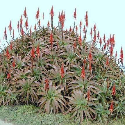 10 Aloe Arborescens kranz Vera Seeds – Rare Succulent - Seed World
