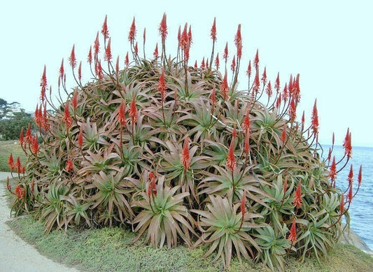 10 Aloe Arborescens kranz Vera Seeds – Rare Succulent - Seed World