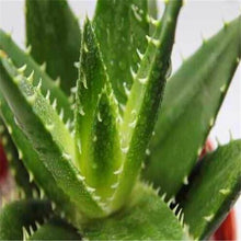 10 Aloe Vera Seeds - Seed World