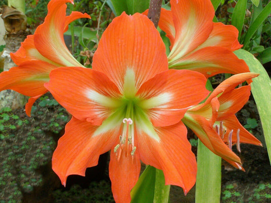 10 Amaryllis Striped Barbados Lily Seeds - Seed World