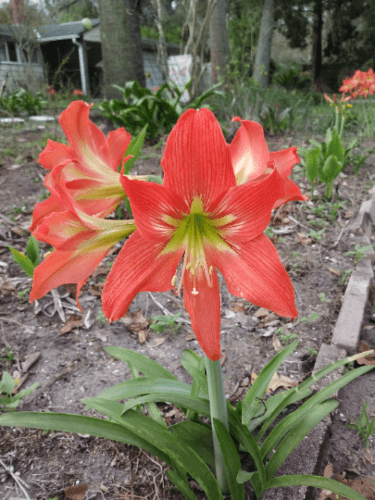 10 Amaryllis Striped Barbados Lily Seeds - Seed World