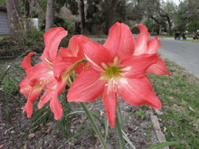 10 Amaryllis Striped Barbados Lily Seeds - Seed World