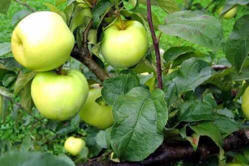10 Antonovka Apple Seeds - Seed World