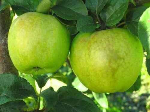 10 Antonovka Apple Seeds - Seed World