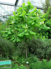 10 Ashe's Magnolia (Magnolia Ashei) Seeds - Seed World