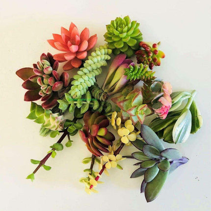10 Assorted Succulent Cuttings - Seed World