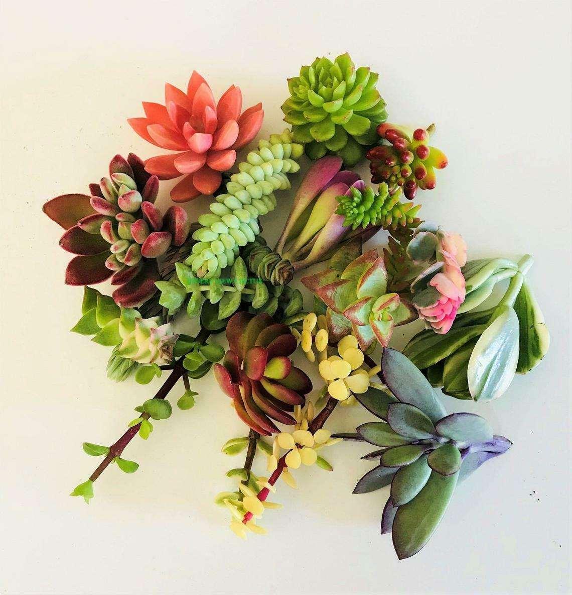 10 Assorted Succulent Cuttings - Seed World