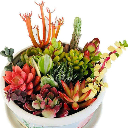 10 Assorted Succulent Cuttings - Seed World